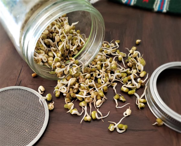 Sprouting Jar &amp; Lid