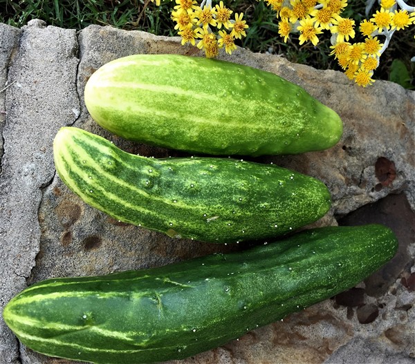 Cucumbers picked from my yard