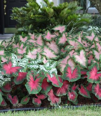 It’s Easy to Grow Colorful Caladiums