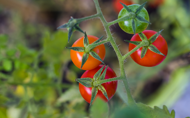 Enjoy Fresh Tomatoes Until Thanksgiving