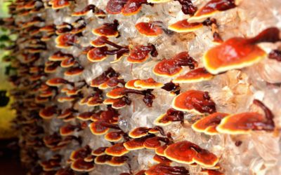 Red Reishi Mushroom: Allergy Symptom Relief
