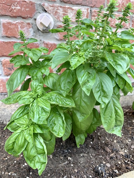 My Italian Basil Plant