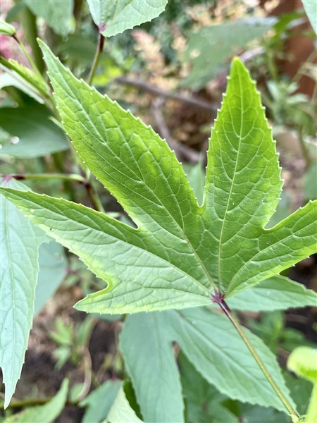 Gongura Leaf