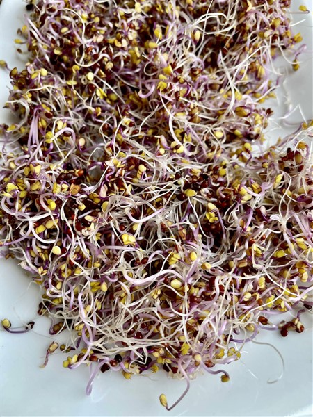 Sprouted Purple Kohlrabi