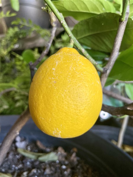 Meyer Lemon