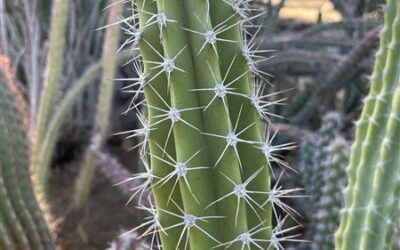 Strategies for Living Well with Chronic Pain