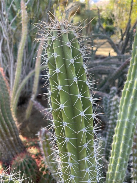 Strategies for Living Well with Chronic Pain